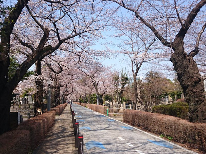 都立青山霊園