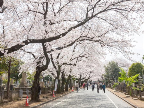 都立谷中霊園