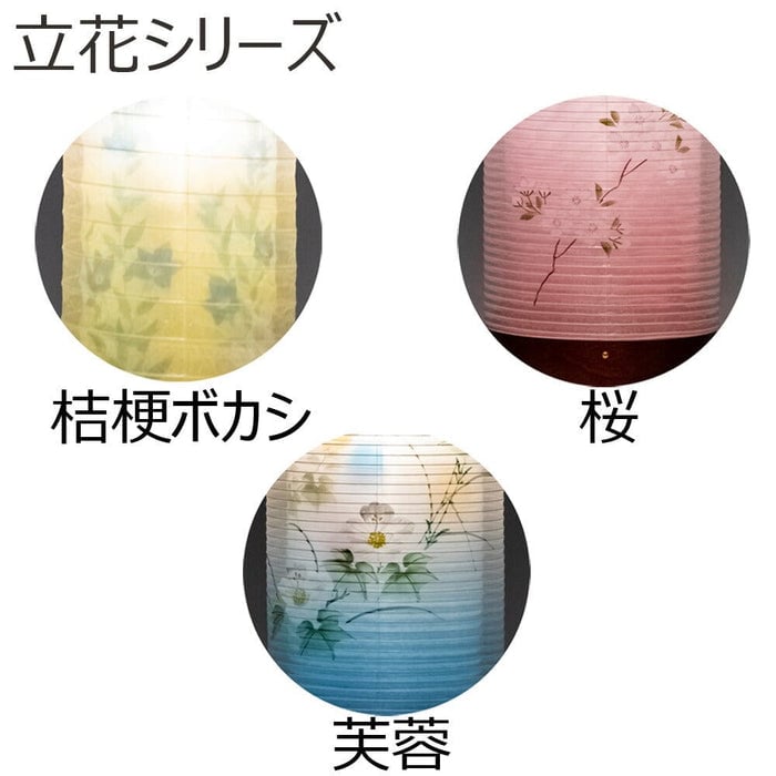 新型 立花６号 桜 絹二重 ３９６４Ｈ 特徴5