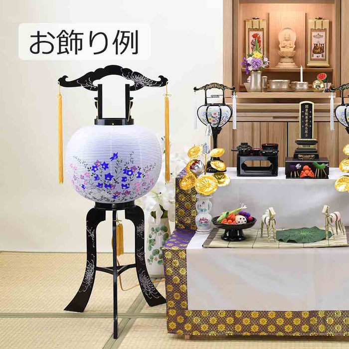 Yahoo!オークション -「瑠璃 蘭鉢」(花、園芸) の落札相場・落札価格