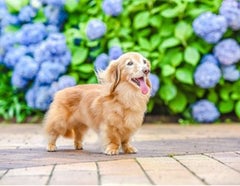 ペットと入れる霊園