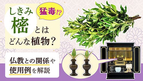 樒とは記事サムネイル