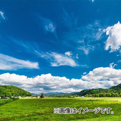 里山型樹木葬のイメージ