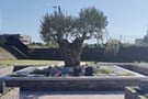 オリーブGardenユーカリ