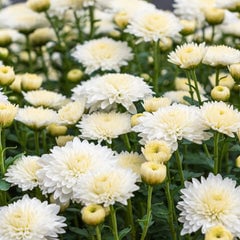 菊(キク)・マム