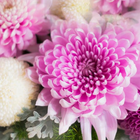 菊・マム