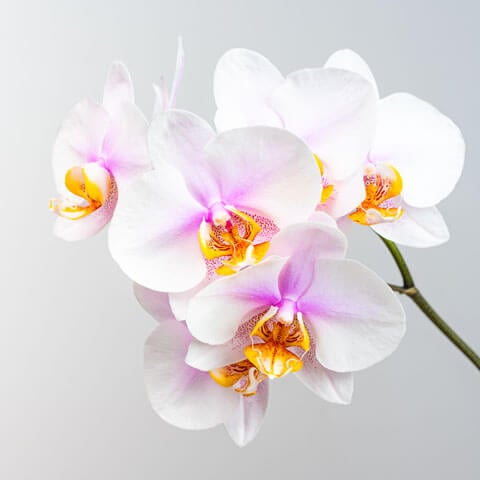 胡蝶蘭の写真