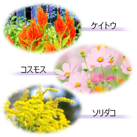 秋の花3種