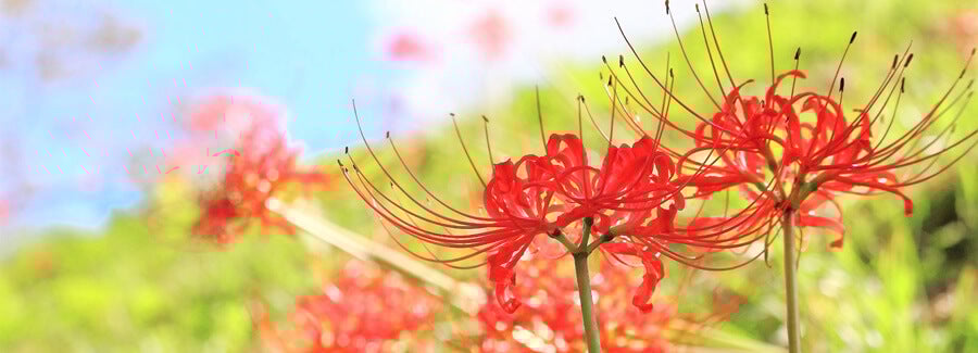 並んで咲いている彼岸花