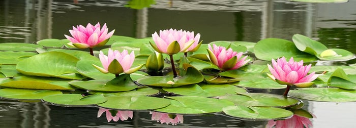 水に浮かぶ蓮の花と葉