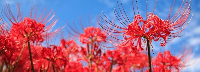 彼岸花