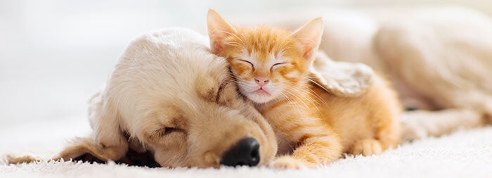 寄り添って眠る犬と猫