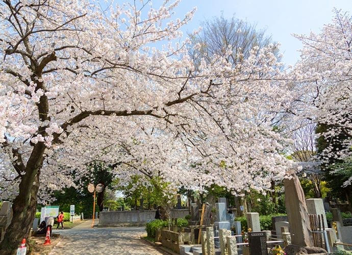 谷中霊園